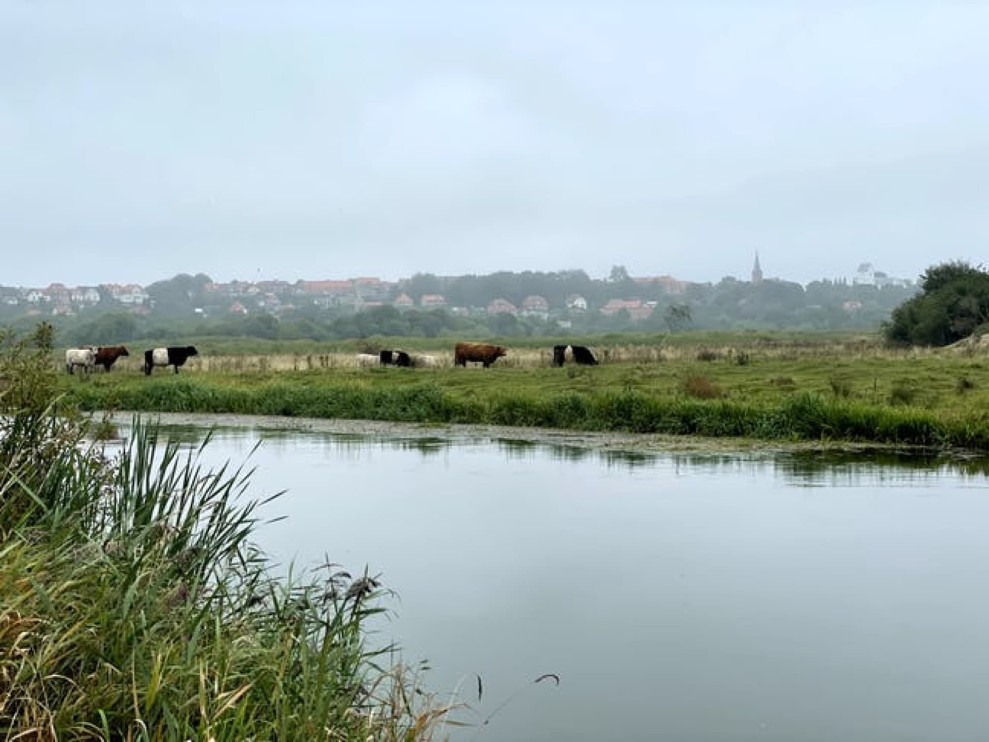 Cows in Skive
